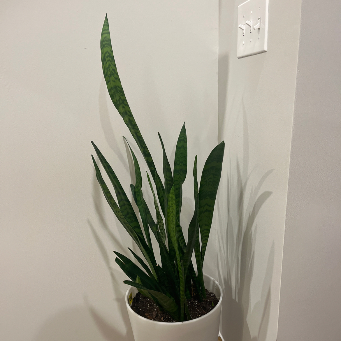 Snake Plant plant photo by Whitney named Snake Gyllenhaal on Greg, the plant care app.