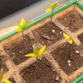 Photo of the plant species Aji Charapita by @HotWhitebryony named Remington on Greg, the plant care app