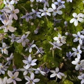 Photo of the plant species Blue Star Creeper by @ModelOmnom named Coco on Greg, the plant care app
