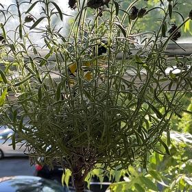 Photo of the plant species Anouk Supreme Spanish Lavender by @BabySwordbean named Lavender on Greg, the plant care app