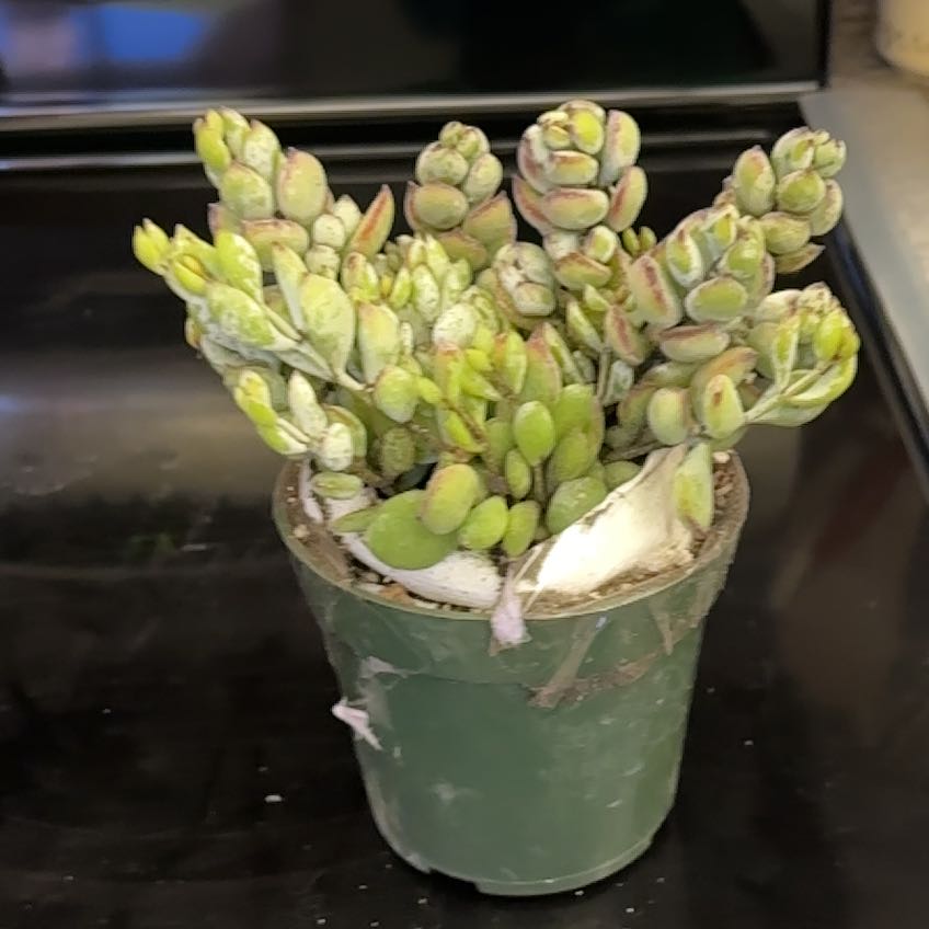 Sproutacus