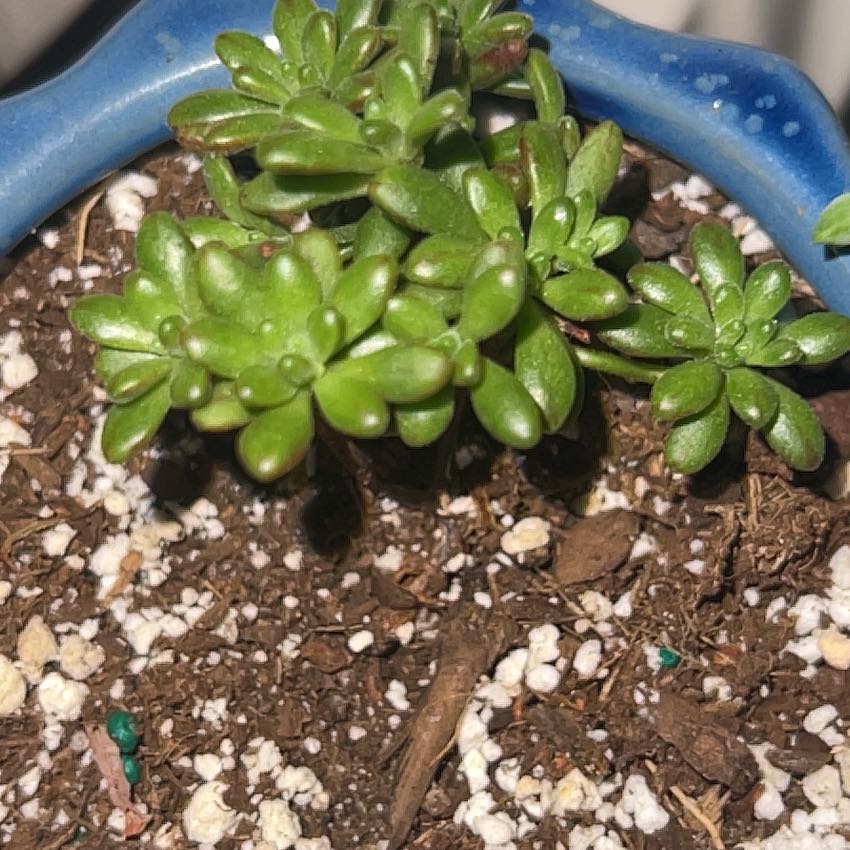 Photo of the plant species Aeonium loartei tavormin by @RelaxedBagpod named Queen on Greg, the plant care app