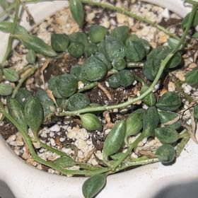Photo of the plant species Angel Tears Varigated by @RelaxedBagpod named Sahara on Greg, the plant care app
