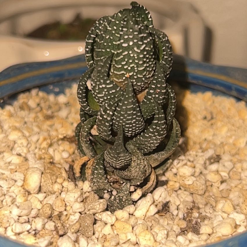 Photo of the plant species Red Eagle's Claw by @RelaxedBagpod named Hamilton on Greg, the plant care app