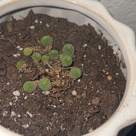 Photo of the plant species Monanthes polyphylla by @RelaxedBagpod named Prince on Greg, the plant care app