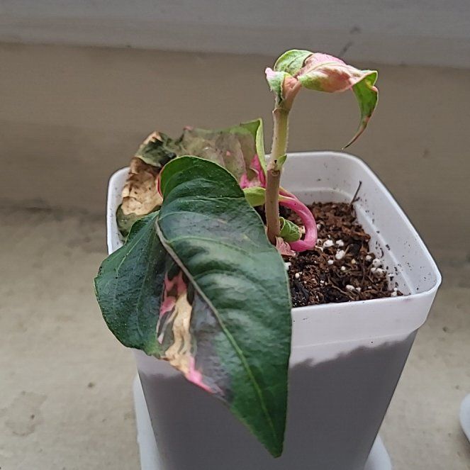 Photo of the plant species Mai Tai Alternanthera by @AbleAcajou named Curie on Greg, the plant care app
