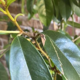 Photo of the plant species Soursop by @BraveGoatsbeard named Treeyoncé on Greg, the plant care app