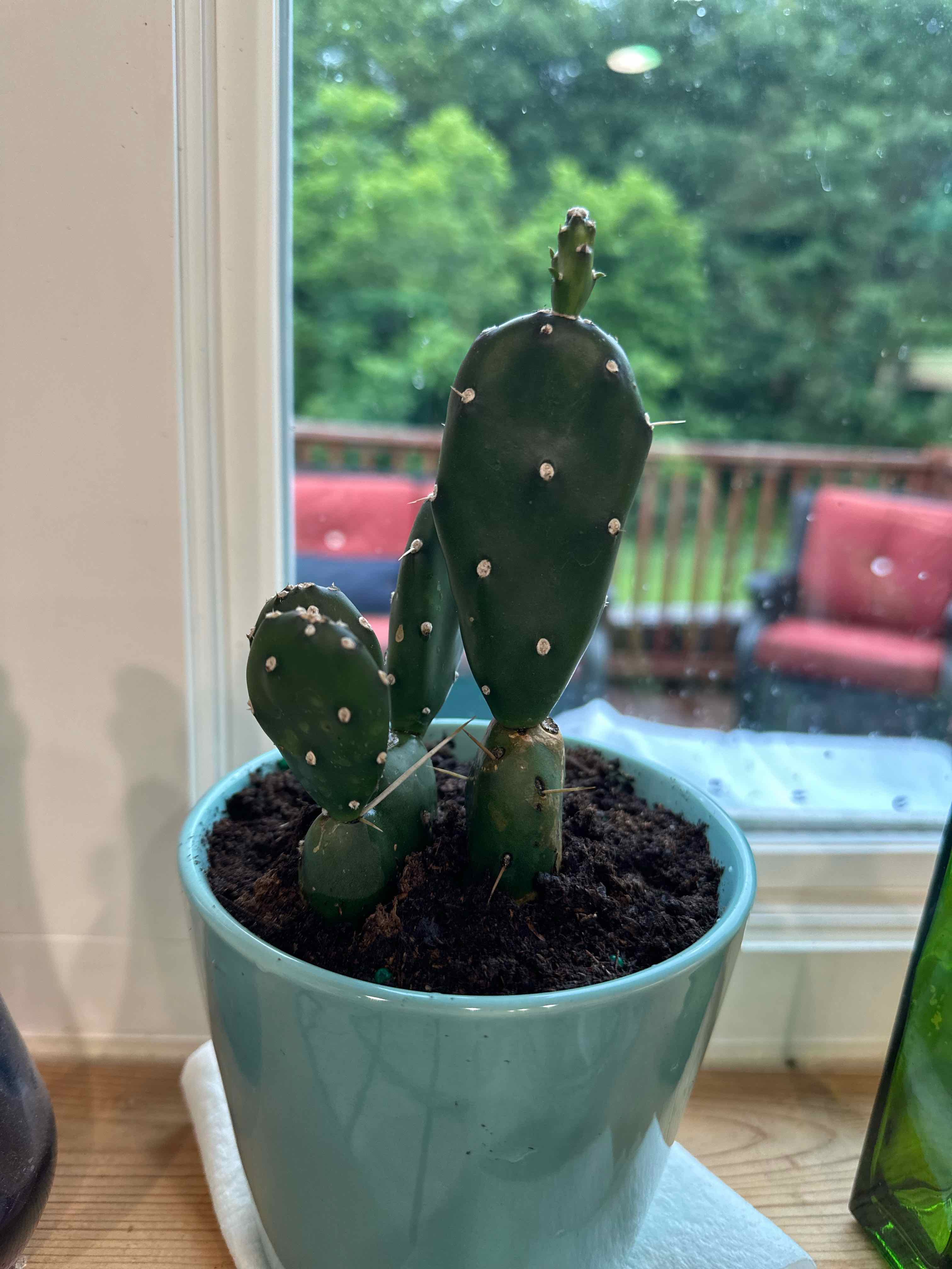 Photo of the plant species Opuntia 'Fat Fingers' by @TutorSacahuista named Fatty on Greg, the plant care app