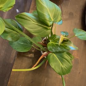 Photo of the plant species Philodendron 'Summer Glory' by @BeamingPepper named Stella on Greg, the plant care app