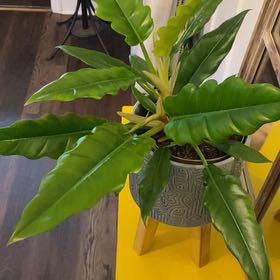 Photo of the plant species Philodendron Tiger Tooth by @BeamingPepper named Nithin on Greg, the plant care app
