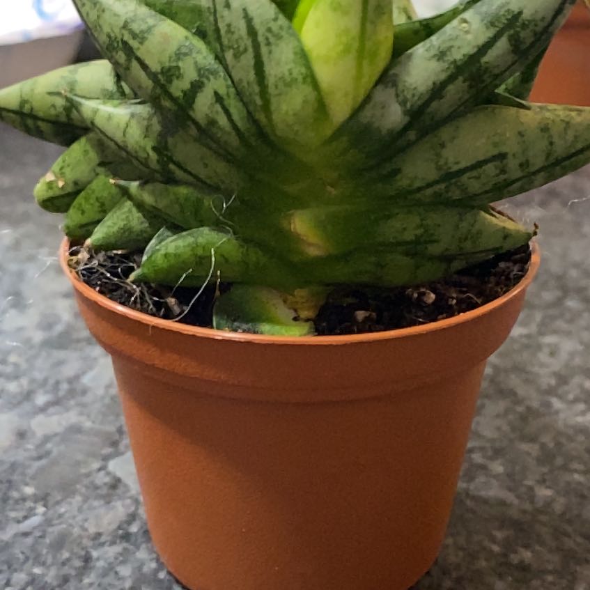 Photo of the plant species Sansevieria ‘Dwarf Boncel’ by @BeamingPepper named Kendall on Greg, the plant care app