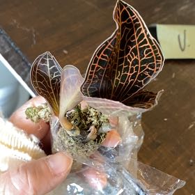 Plant care for Sea Turtle Jewel Orchid on Greg, the plant care app