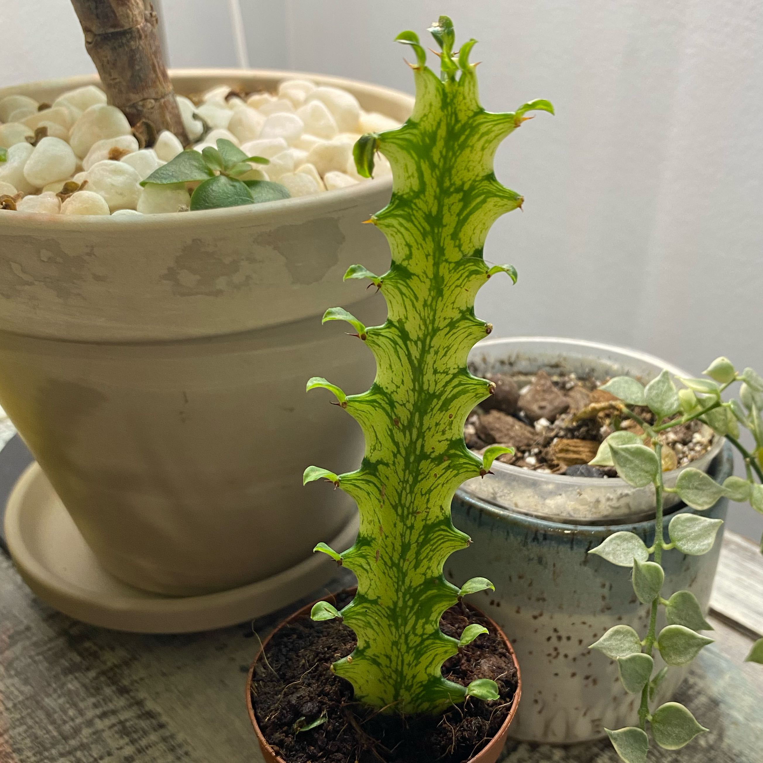 Photo of the plant species Variegated African Milk Bush by @BeamingPepper named Orlando Bloom on Greg, the plant care app