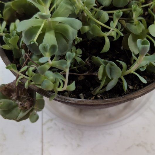 Photo of the plant species Orostachys iwarenge by @3Mothers named Doja Cat on Greg, the plant care app