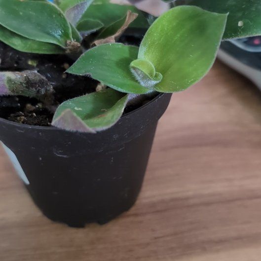 Photo of the plant species Roxxo Inch Plant by @3Mothers named Roxxo on Greg, the plant care app