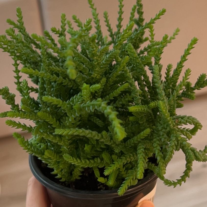 Photo of the plant species Princess Pine by @BestWallflower named Xena on Greg, the plant care app