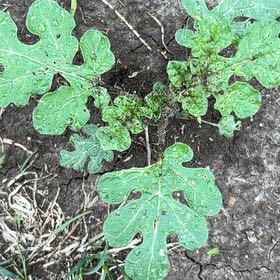 Photo of the plant species Watermelon by @BeefyCaperbush named Osmo on Greg, the plant care app
