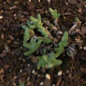 Photo of the plant species Sand Pygmyweed by @CleanEcheveria named Gomez on Greg, the plant care app