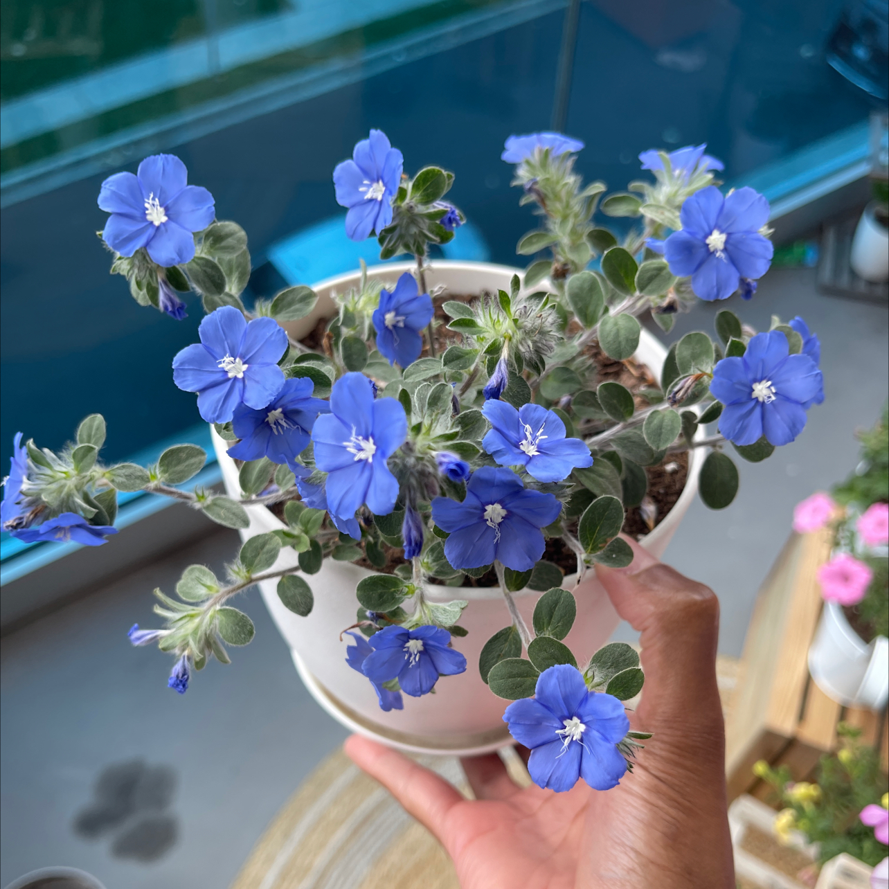 Photo of the plant species Beach Bum Blue by @Seasonsloving named Beach Bum Blue on Greg, the plant care app