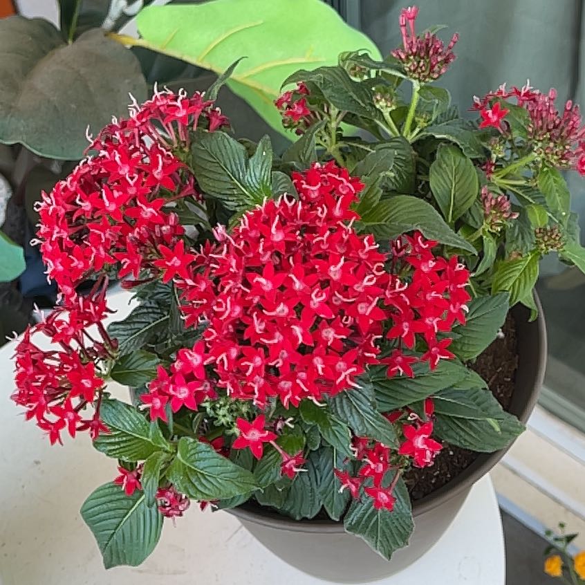 Photo of the plant species Egyptian Starcluster by @Seasonsloving named Red Egyptian Starcluster on Greg, the plant care app