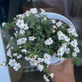 Photo of the plant species Bacopa 'Megacopa White' by @Seasonsloving named Crystal White Bacopa on Greg, the plant care app