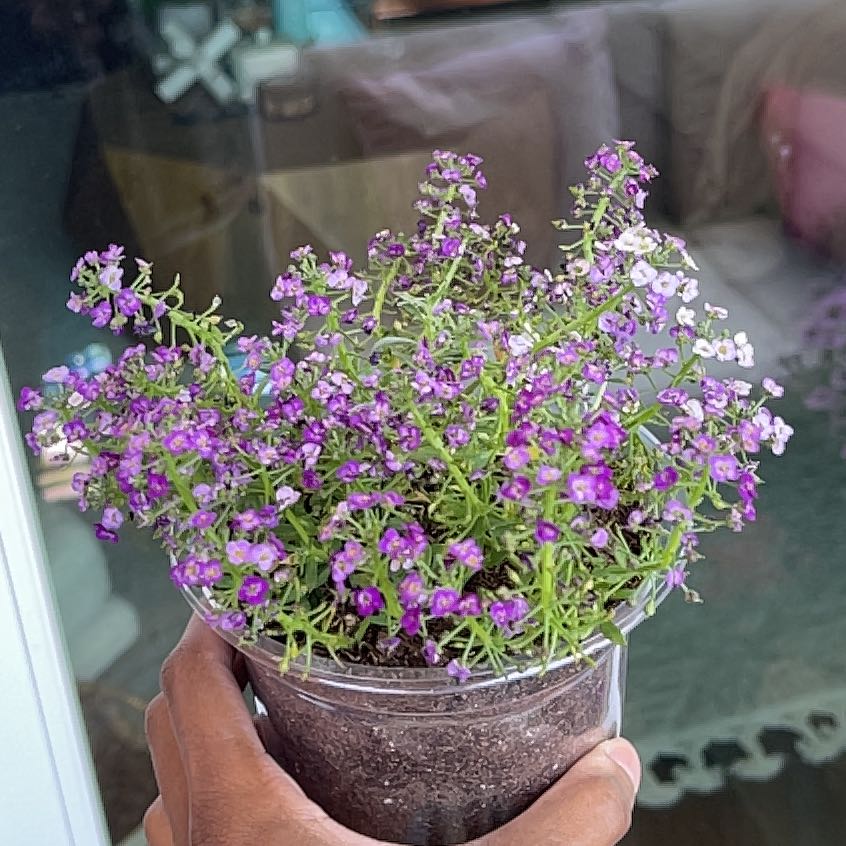 Photo of the plant species Sweet Alyssum by @Seasonsloving named Tri-Purple Alyssum on Greg, the plant care app