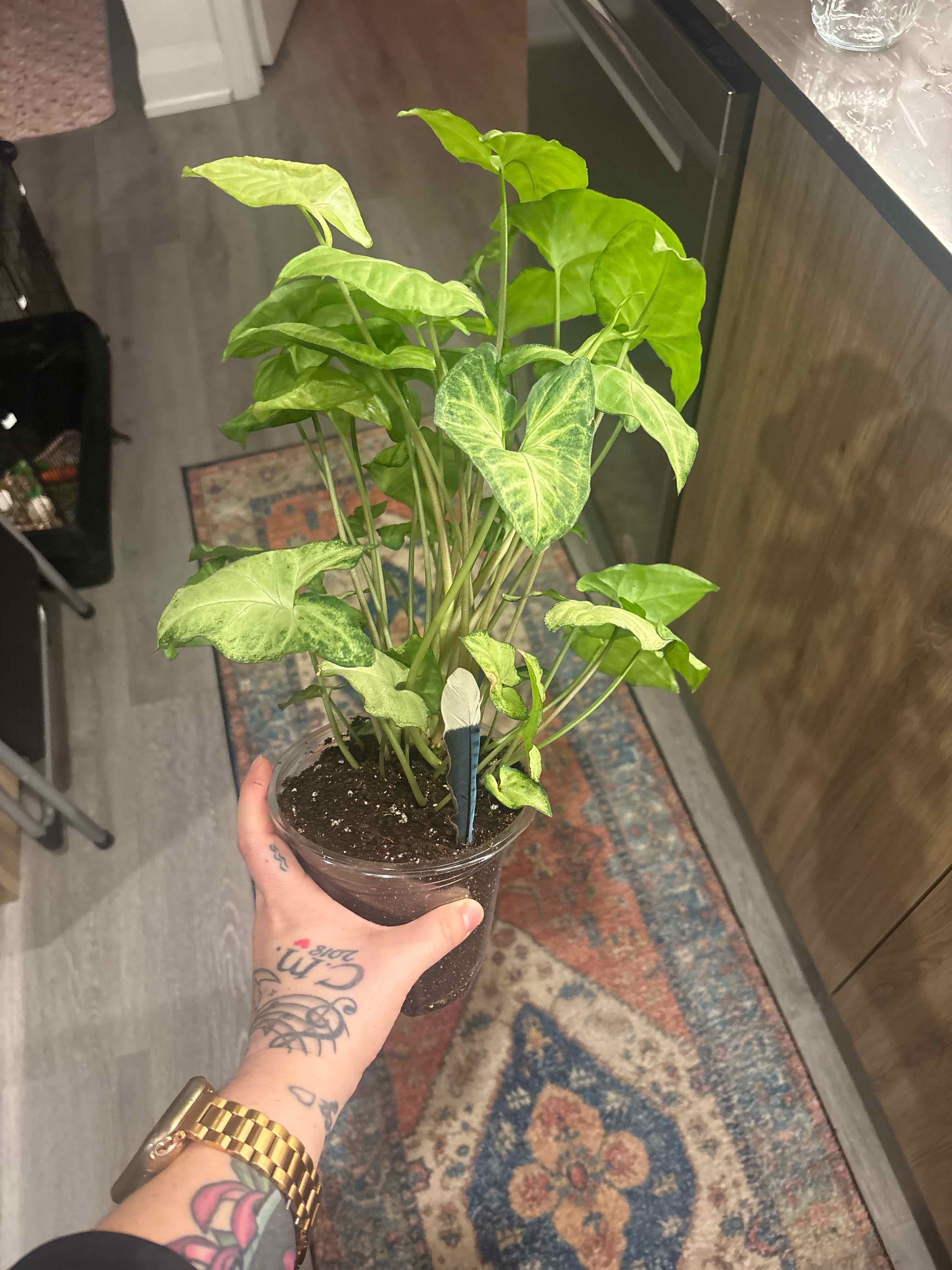 Photo of the plant species Himalayamix peperomia by @Averyemilieg named Hemingway on Greg, the plant care app
