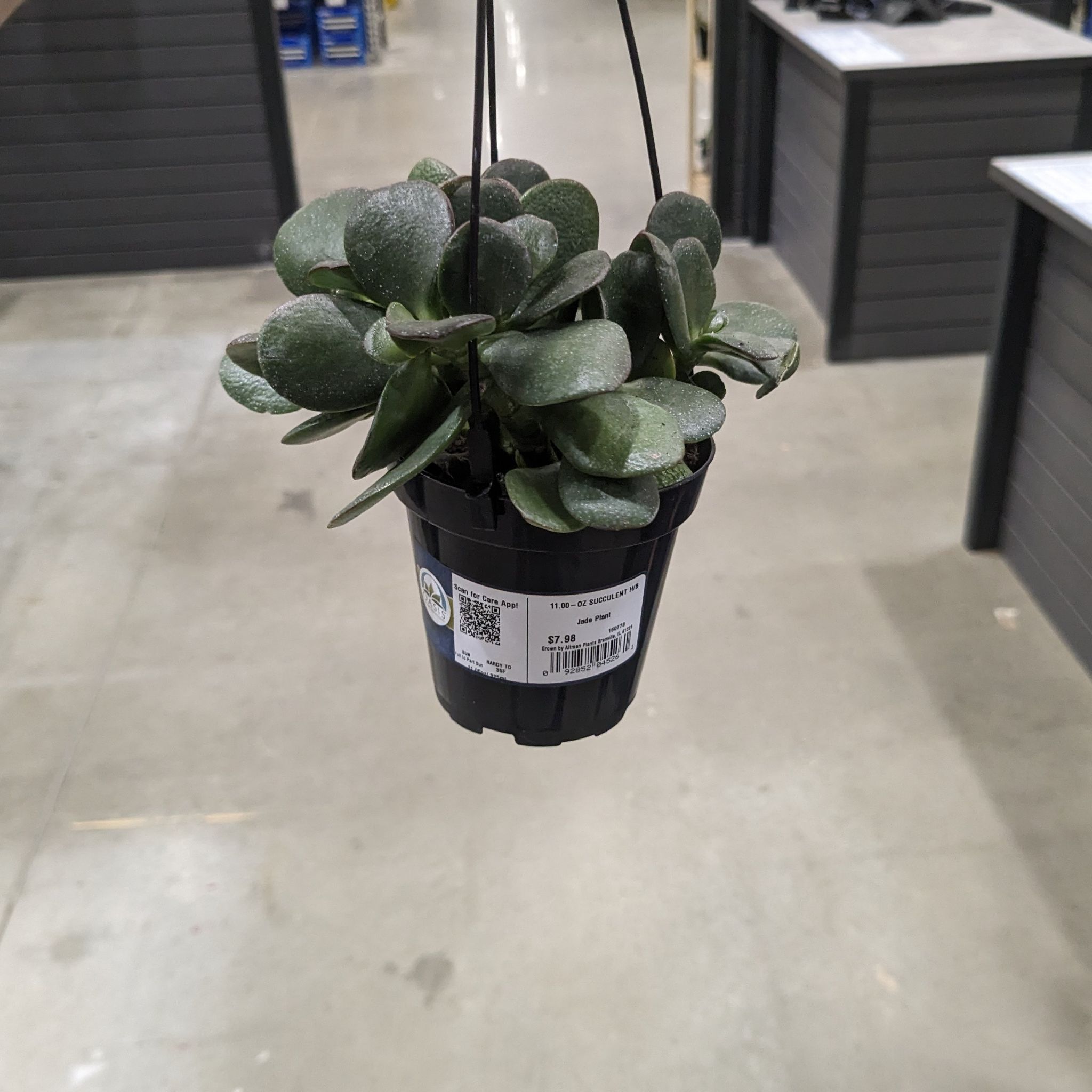 A healthy Jade Plant in a hanging pot, well-framed and in focus.