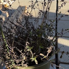 Photo of the plant species Salvia Pachyphylla by @AvidLimabean named Sol on Greg, the plant care app