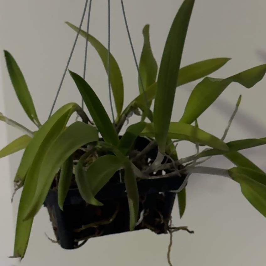 Photo of the plant species Procatavola 'Key Lime Stars' by @SincerePinebush named Emerson on Greg, the plant care app