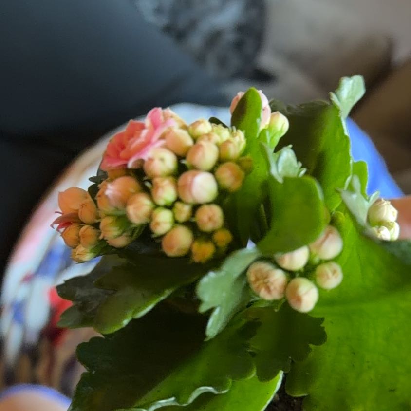 Photo of the plant species Calandiva by @ChampRedpepers named Hamilton on Greg, the plant care app