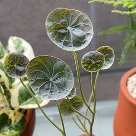 Photo of the plant species Stephania 'Nova' by @TycoonAnthemis named Captain Plant-it on Greg, the plant care app