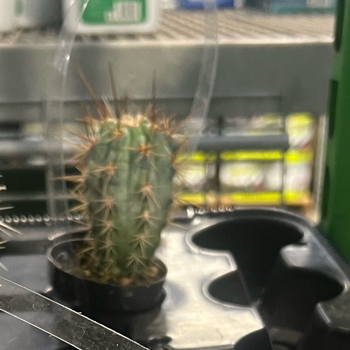 Photo of the plant species Mammillaria magnifica by @ZarfLawyerswig named Denali on Greg, the plant care app