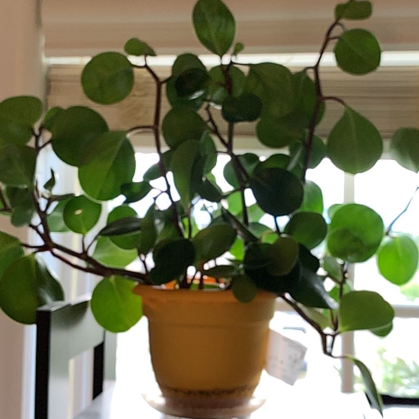 Photo of the plant species Himalayamix peperomia by @FamedLemonfern named Winston on Greg, the plant care app