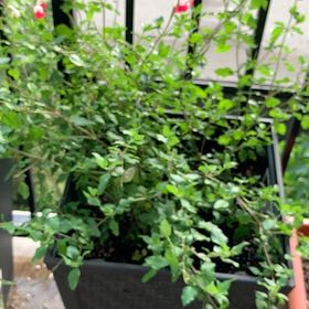 Photo of the plant species Salvia by @FamedLemonfern named Leonardo on Greg, the plant care app