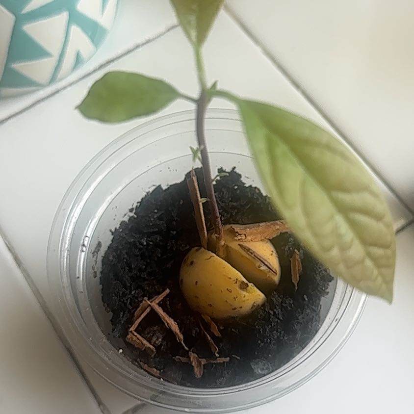 Tree Diddy | A plant by @DaringRedtree on Greg