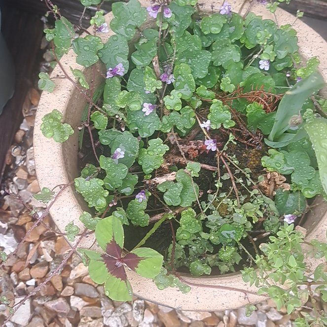 Photo of the plant species Kenilworth Ivy by @JocoseSmearwort named Dax on Greg, the plant care app