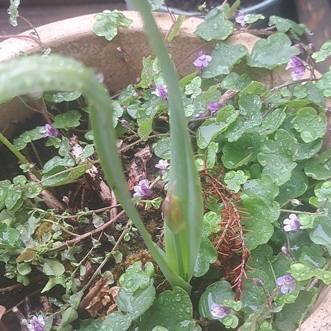 Photo of the plant species Douglas Iris by @JocoseSmearwort named Taylor Swift on Greg, the plant care app