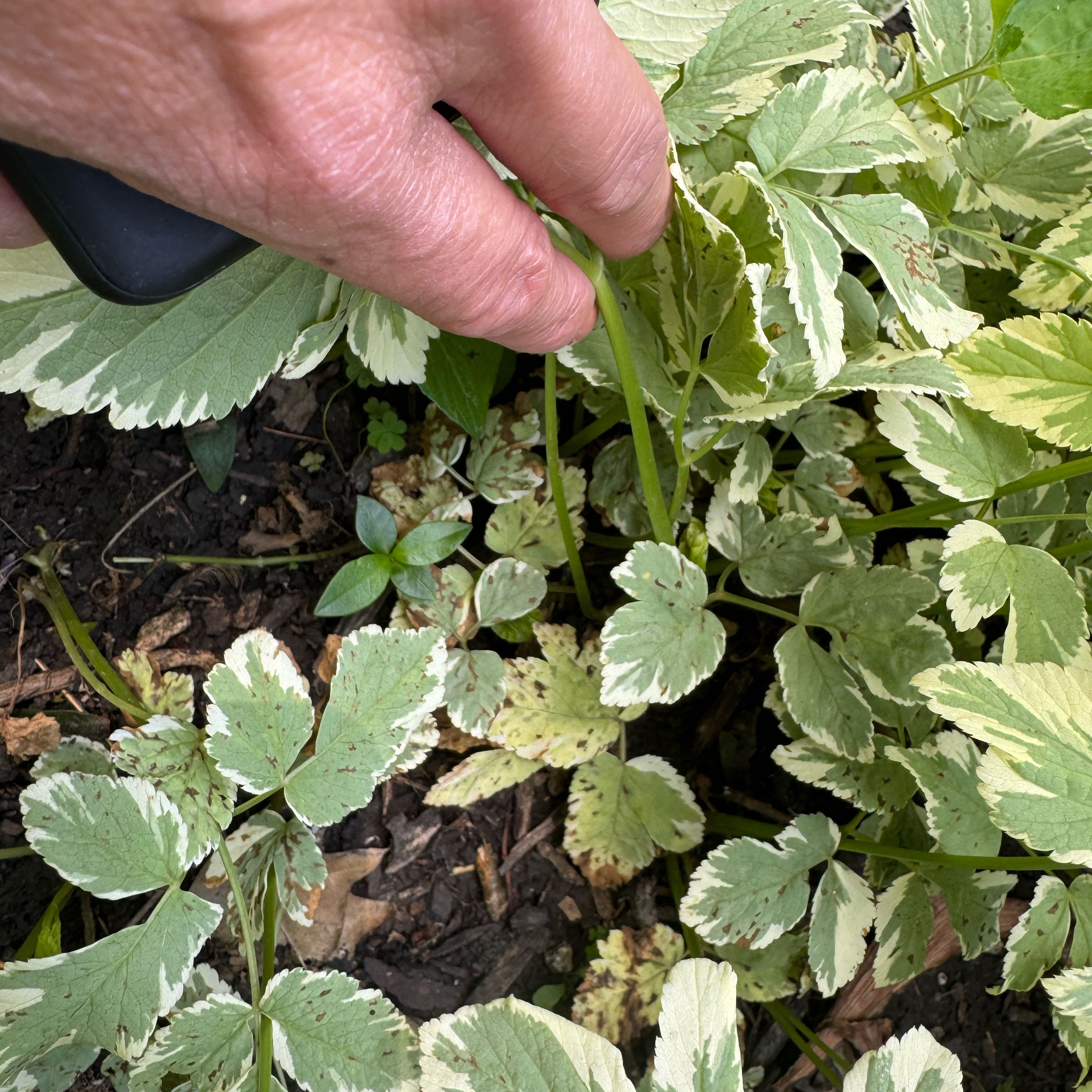 Variegated Bishop's Goutweed plant with green and white leaves, hand holding foliage.