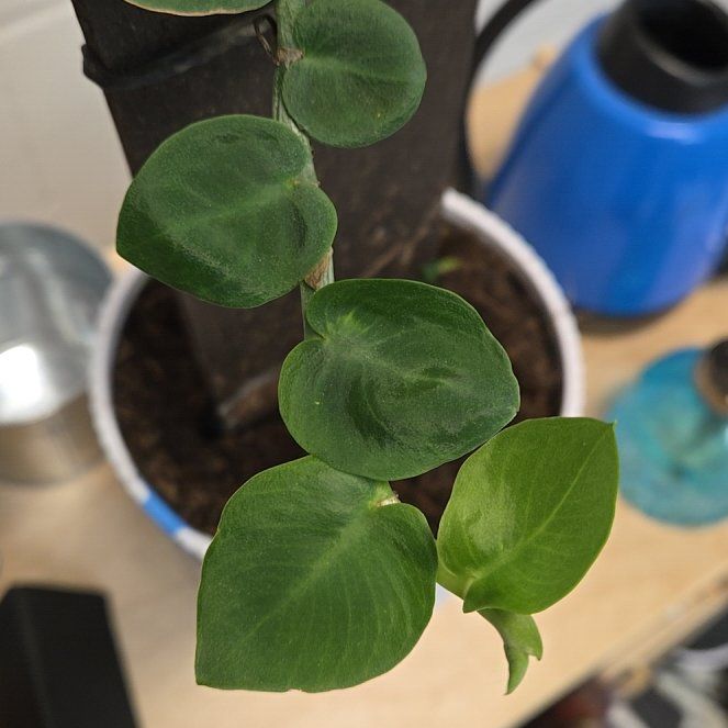 Photo of the plant species Rhaphidophora cryptantha by @OodlesMakura named Zeus on Greg, the plant care app