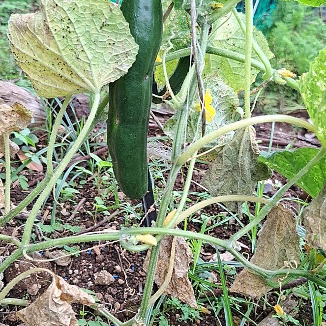 Photo of the plant species Summer Squash by @BusyRubbervine named Harry on Greg, the plant care app