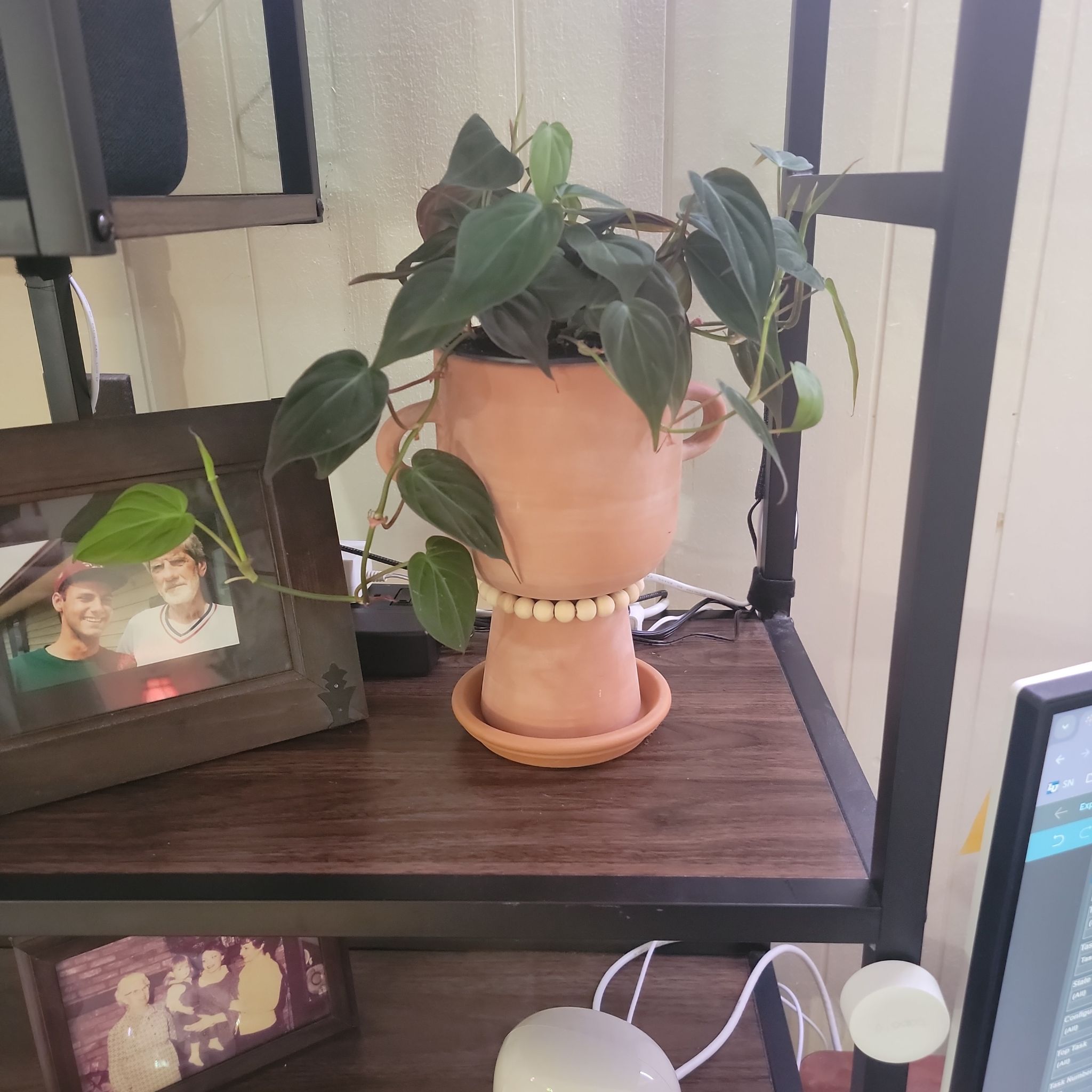 Photo of the plant species Velvet leaf philodendron by @SandyAcres named Charlotte on Greg, the plant care app