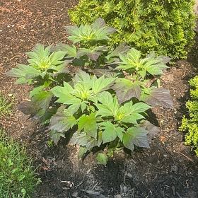 Photo of the plant species Hibiscus by @ManlyCebenese named ChloroPhil on Greg, the plant care app