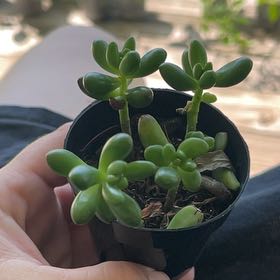 Photo of the plant species Sedum 'Pork and Beans' by @GutsyAmethius named Zion on Greg, the plant care app