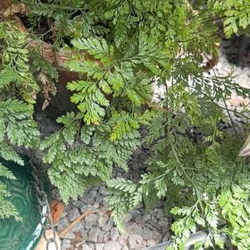 Photo of the plant species Davallia Fern by @FitSpurredanoda named Robert Plant on Greg, the plant care app