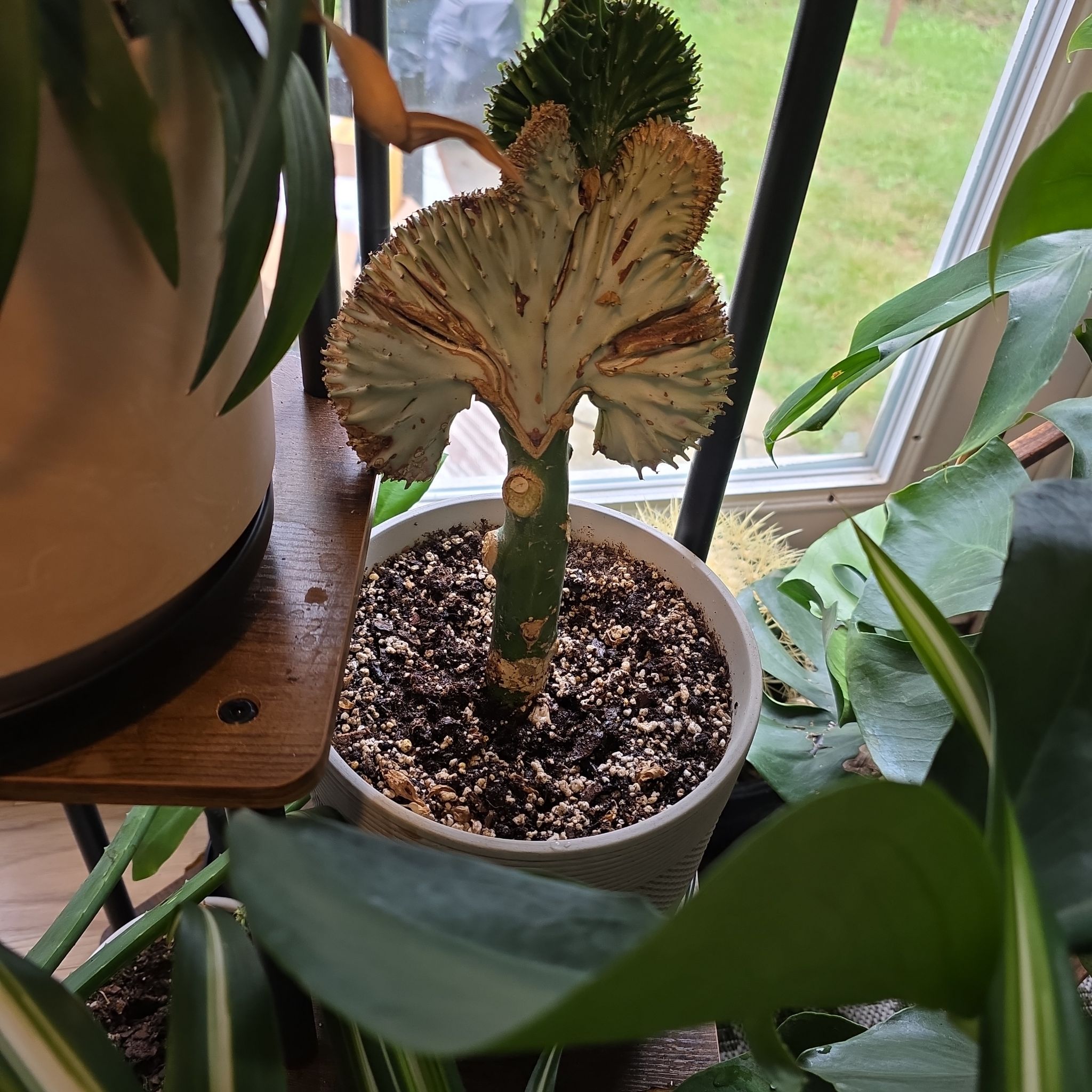 Photo of the plant species Indian Spurge Tree by @HelpmateRadish named Madonna on Greg, the plant care app