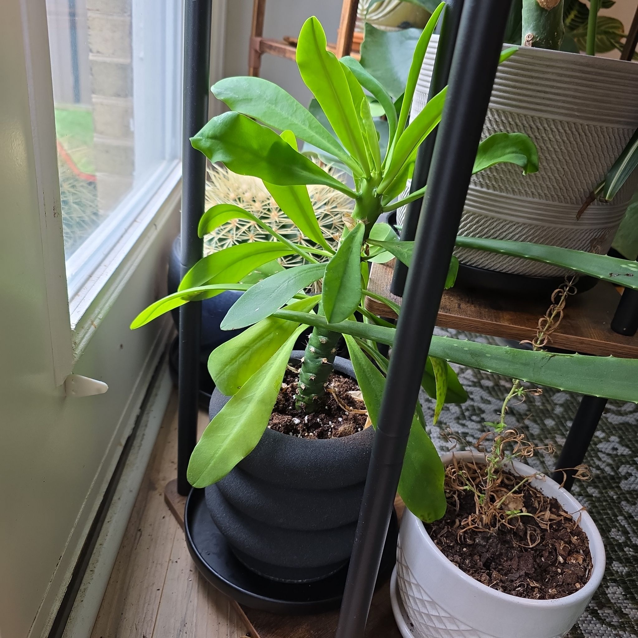 Photo of the plant species Sahydari Mountain Euphorbia by @HelpmateRadish named Bigleef Smalls on Greg, the plant care app
