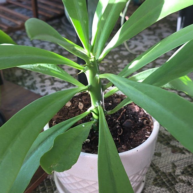 Photo of the plant species Spurgelaurel by @HelpmateRadish named Tupac on Greg, the plant care app