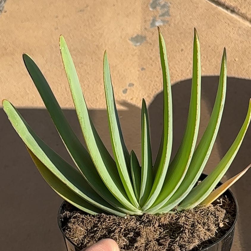 Photo of the plant species Fan Aloe by @AvidNannyberry named Rosa on Greg, the plant care app