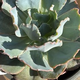 Photo of the plant species Echeveria 'Calypso' by @AvidNannyberry named Mochi on Greg, the plant care app